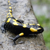 salamandra