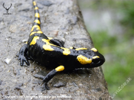 salamandra