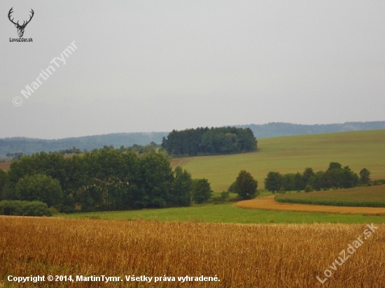 Z čekané.