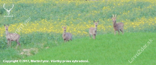 Z čekané.