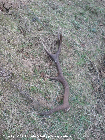 87cm 1.7 kg najväčší čo som doteraz našiel