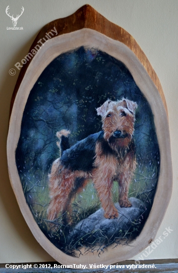 welsh terrier - portrét