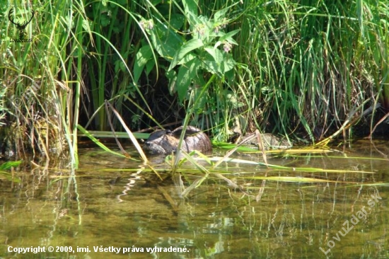 nutria riečna