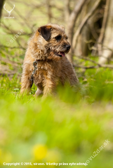 Asta(dixie)slovakia lutra