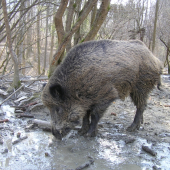 Obora Veľke Rovné