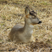 parukáč 2011