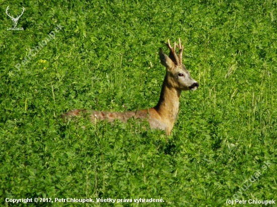 Šesterák