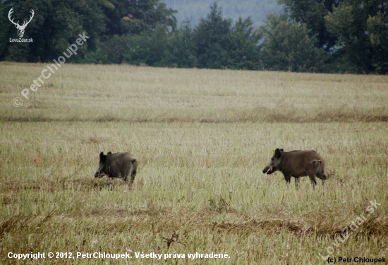 Černí rytíři na řepkovém strništi