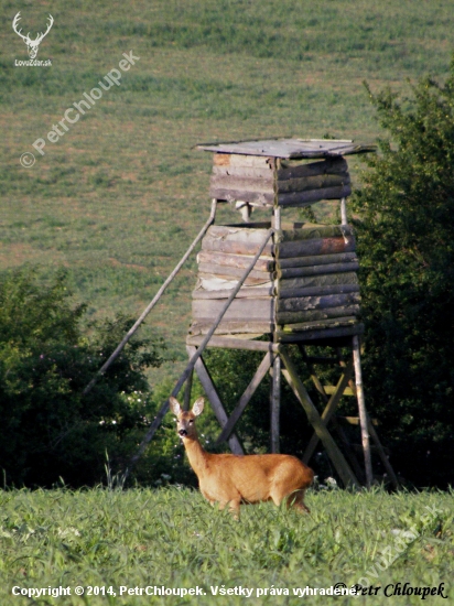 Před kazatelnou