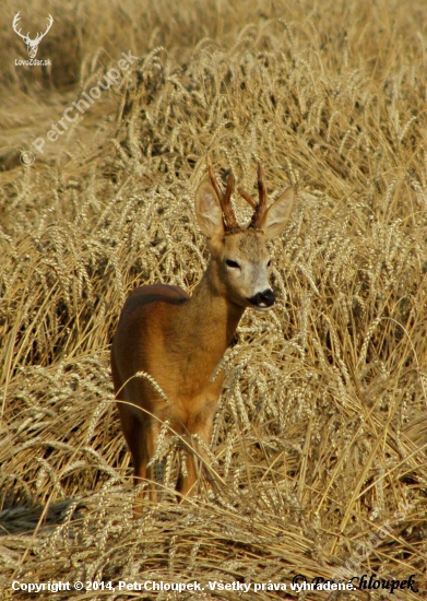 Raritní