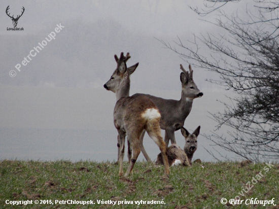 Trio srnců