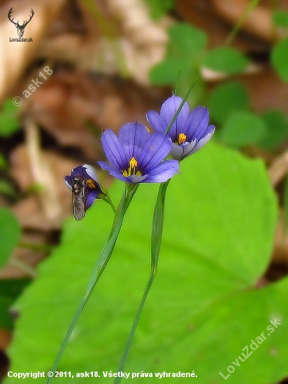 SISYRINCHIUM ANGUSTIFOLIUM  - badil úzkolistý / mečovka horská