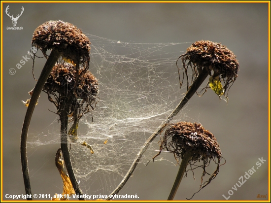 4 D spider web