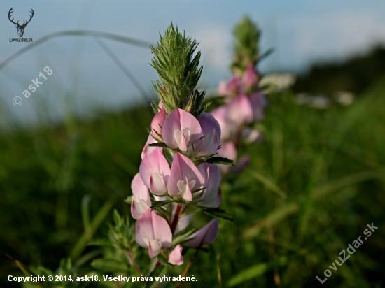 Septembrová (Ihlica trnitá)