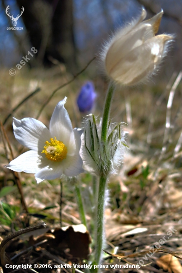 Trio...(Poniklec veľkokvetý)