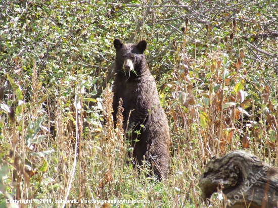 mladý grizzly