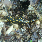 Salamandra