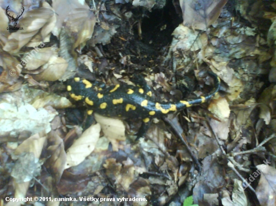 Salamandra