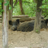 Obora Dobrá Niva