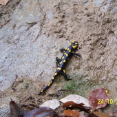 salamandra škvrnitá