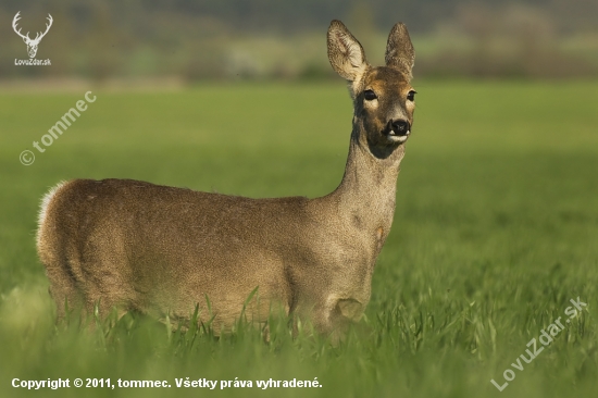 Srna lesná-Capreolus capreolus