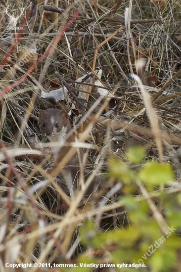 Hranostaj (Mustela erminea)