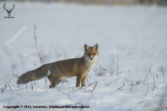 Líška obyčajná (Vulpes vulpes)