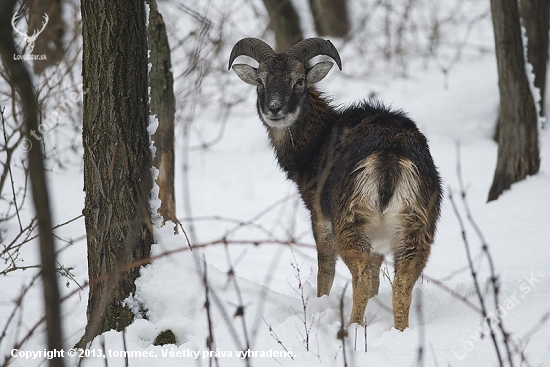 Muflón lesný (Ovis musimon)