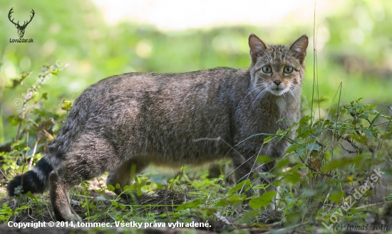 Mačka divá (Felis silvestris)