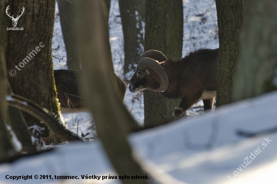 Muflón lesný (Ovis musimon)