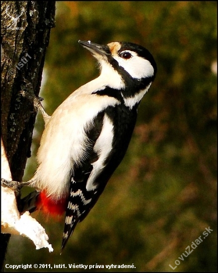 Dendrocopos major-dateľ veľký