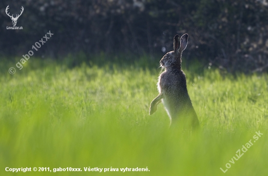 Zajac poľný (Lepus europaeus)