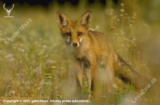 Líška obyčajná (Vulpes vulpes)