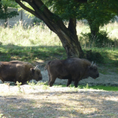 Už to začalo -zubria ruja.