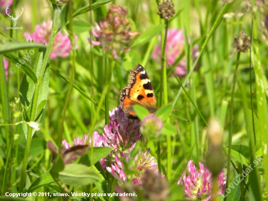 motyl