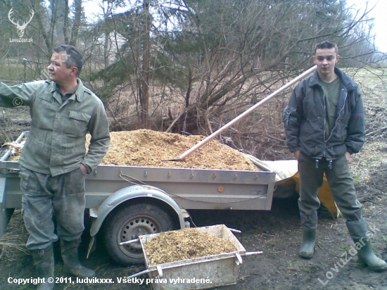 Kŕmenie diviakov.