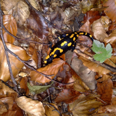 salamandra