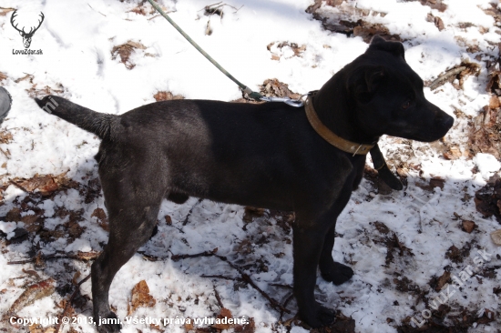 patterdale terier