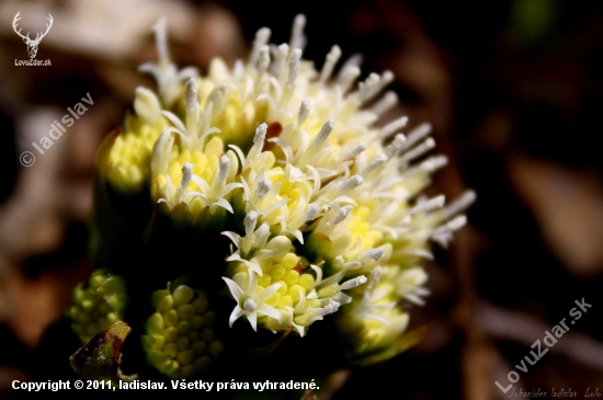 Petasites albus