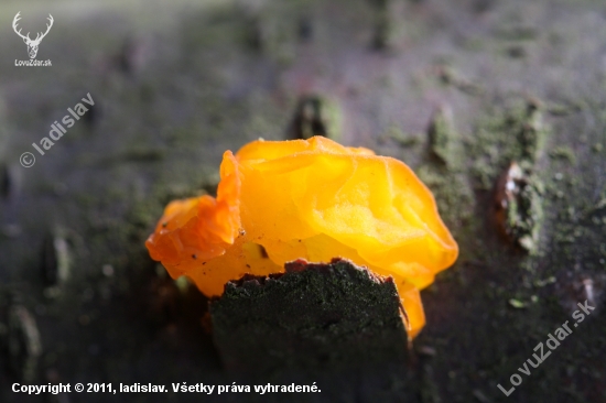 Tremella mesenterica