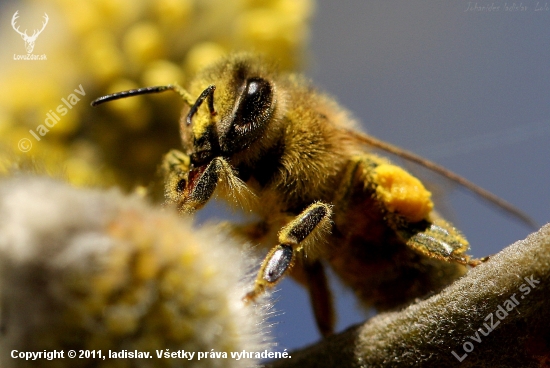 Apis mellifera