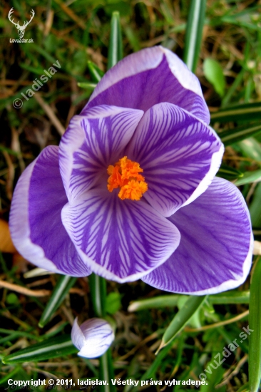 Crocus sativus