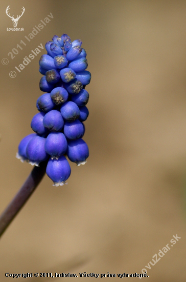 Muscari botryoides