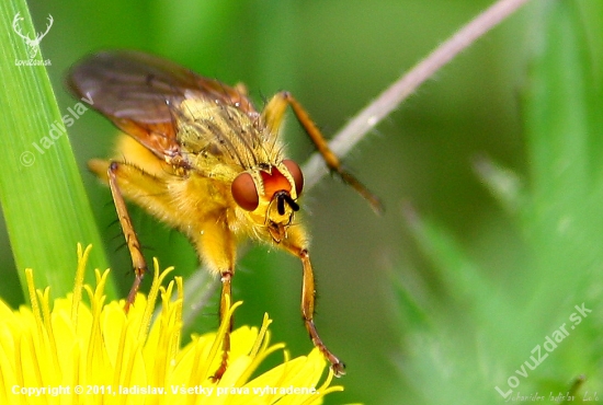 Mucha Scathophaga stercoraria