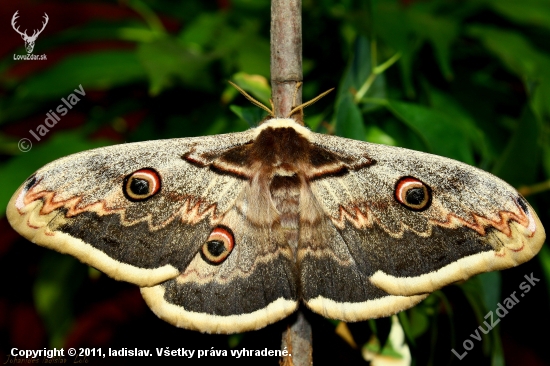 Saturnia pyri