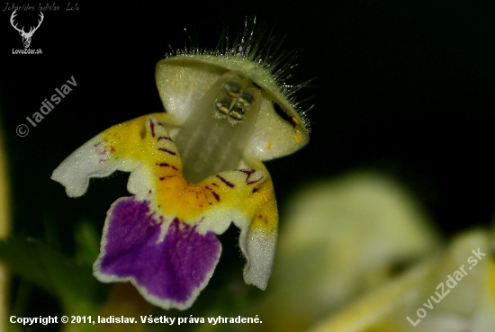 Galeopsis speciosa