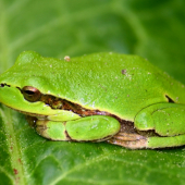 Hyla arborea