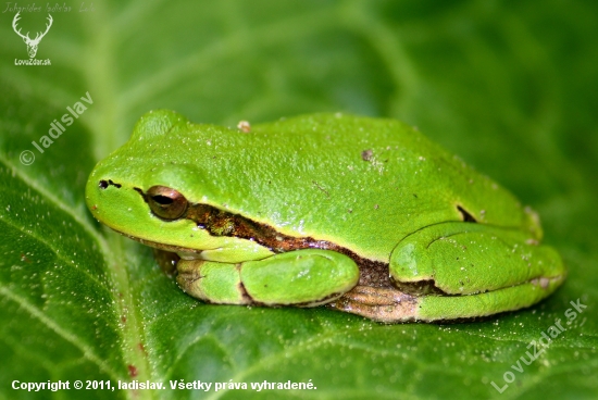 Hyla arborea