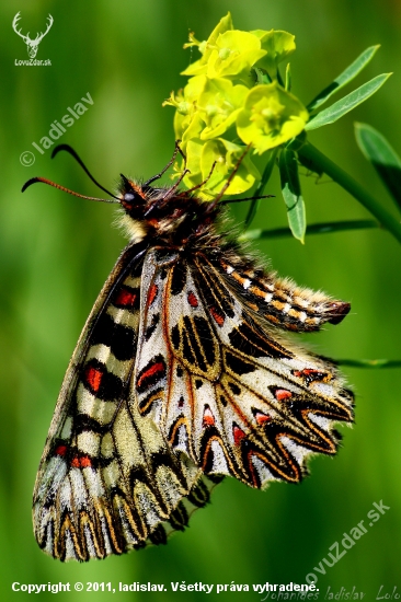 Zerynthia polyxena