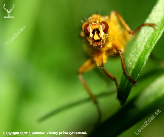 Scathophaga stercoraria